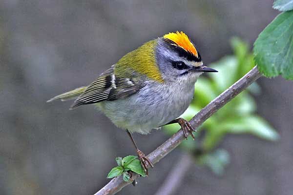 Красноголовый королек. Источник фото: jeunesetnature.com