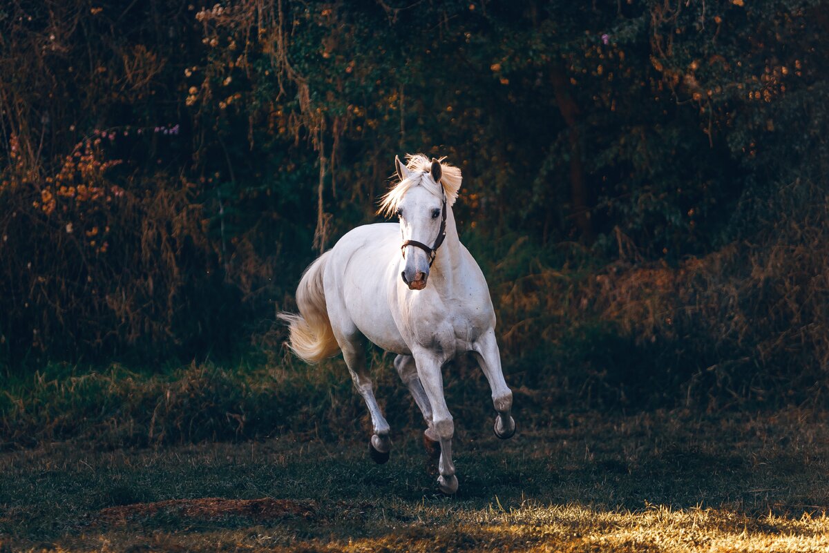 https://www.pexels.com/ru-ru/photo/1996337/