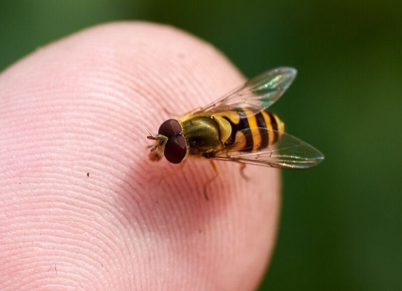 Картинка взята с открытого источника Яндекс Картинки.