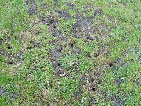 Так выглядят норы земляных крыс. Источник: domovod.guru