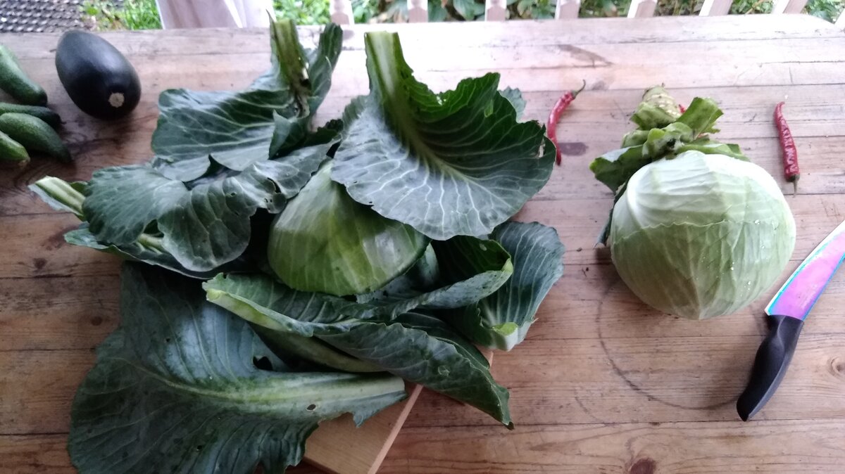 Капуста green vitamin. Листья капусты для голубцов. Капуста с листьями на столе. Щи зелёные из капустного листа. Капуста jaroma kohl.