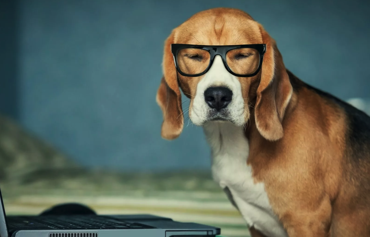 собака-профессор, картинка взята из открытых источников на Яндекс