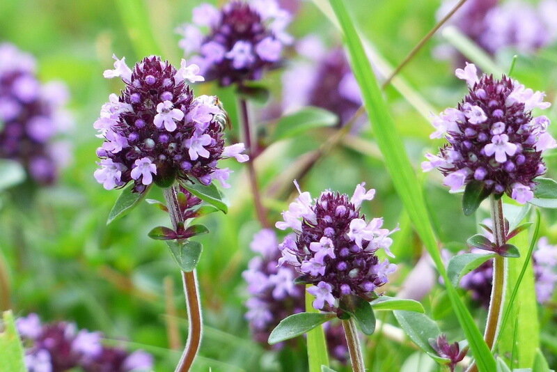 Тимьян обыкновенный / Чабрец | Чебрець звичайний / Тим’ян | Thymus vulgaris