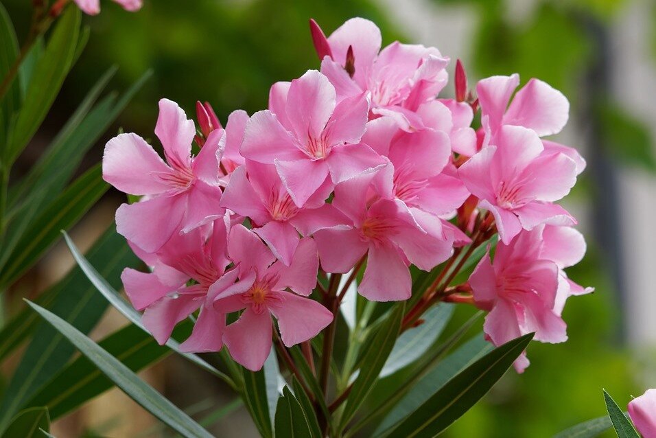 фото из Яндекс картинки