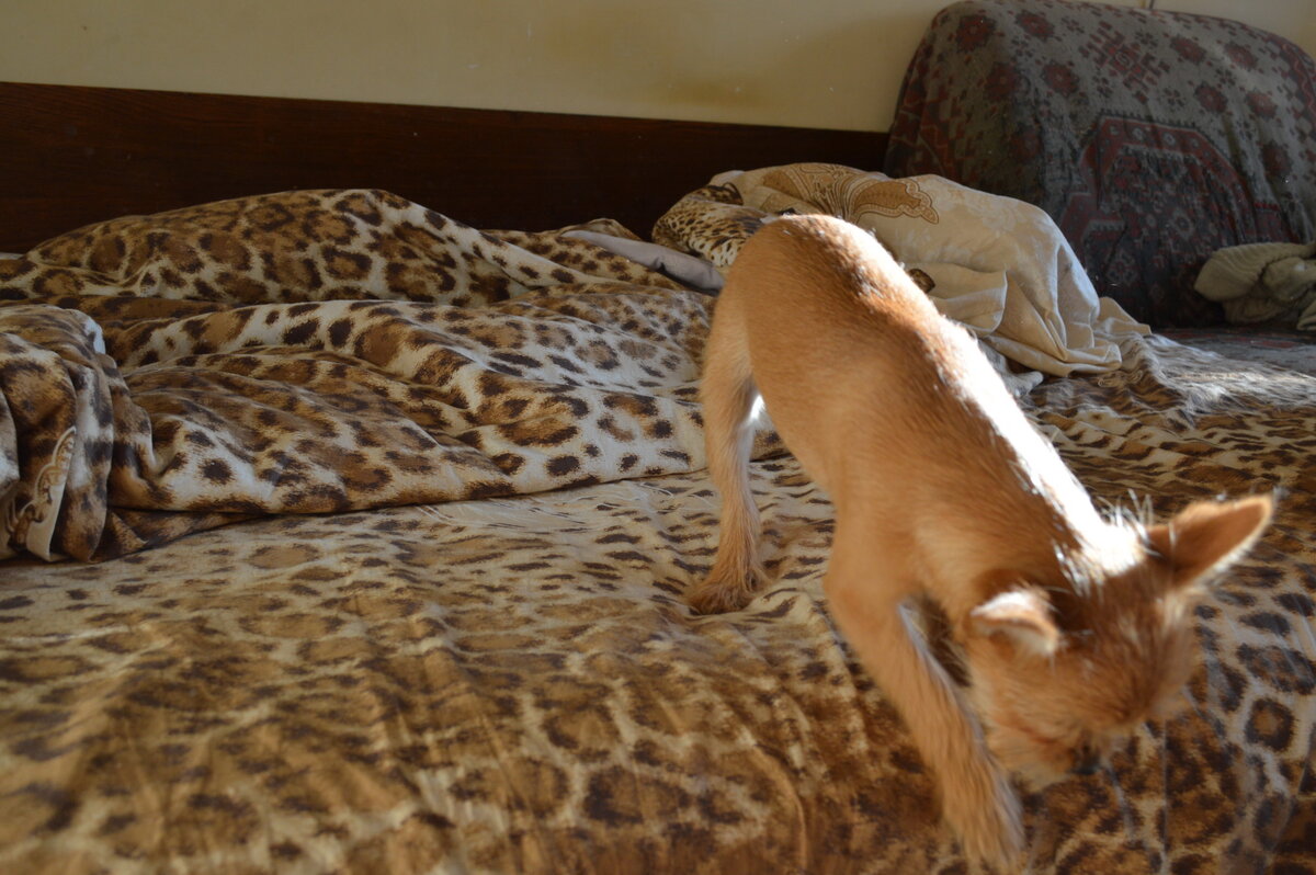 Активная маленькая собачка