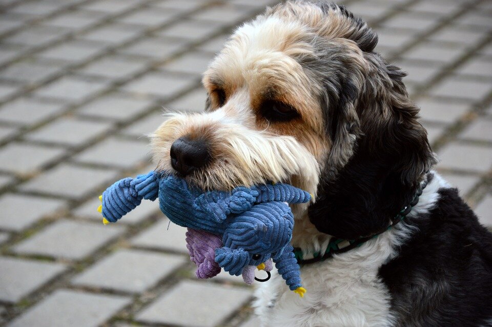 https://cdn.pixabay.com/photo/2018/11/01/16/46/dog-3788572_960_720.jpg