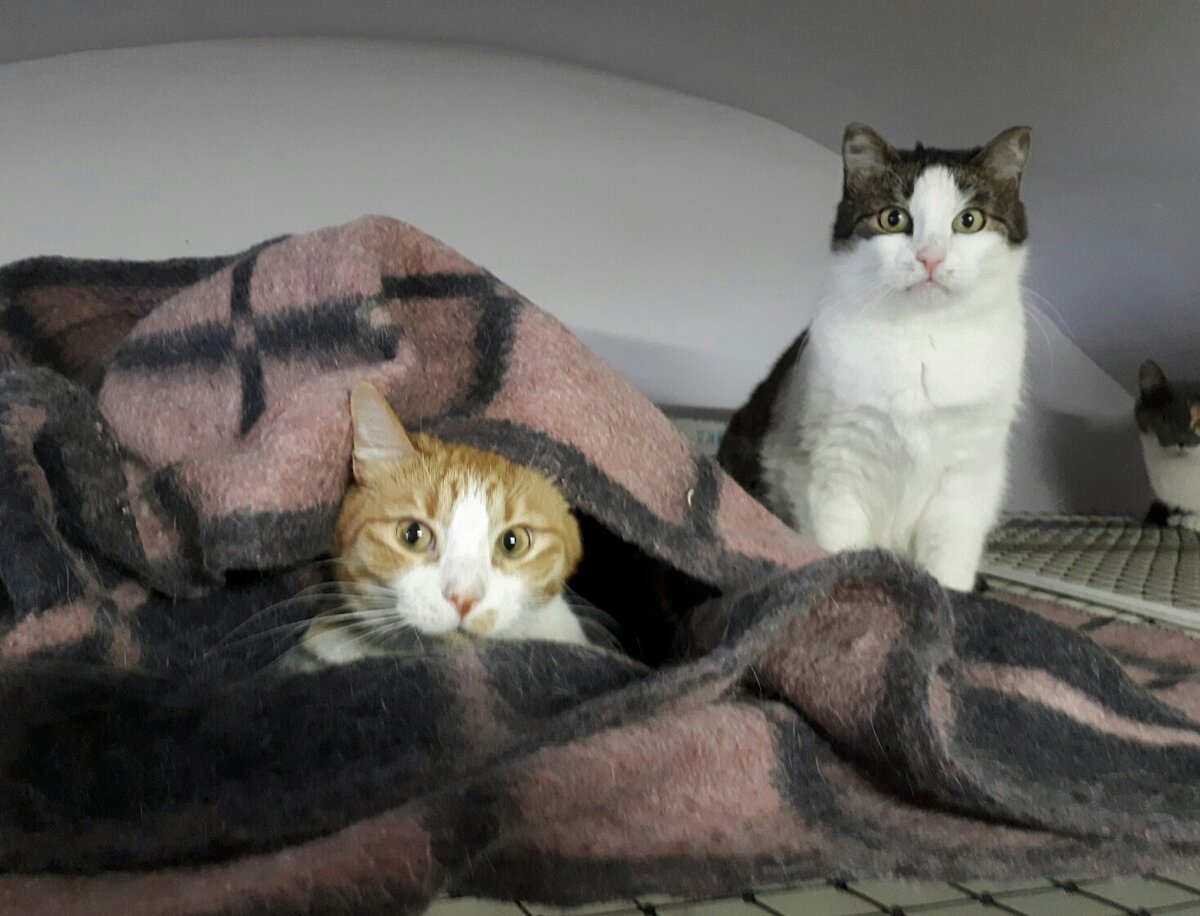 Кошки в приюте "Рыжий кот"