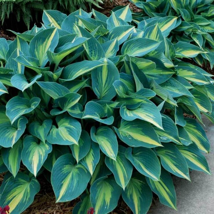 Hosta june. Хоста Джун. Хоста June. Хоста сорт Джун. Хоста цветок Джун.