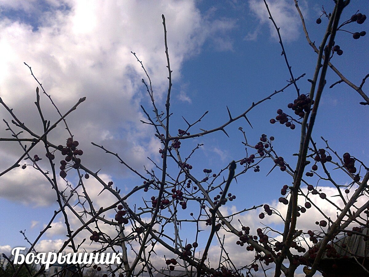 Остатки вверху после основного сбора, деревца восьмилетние выше 2-х метров)