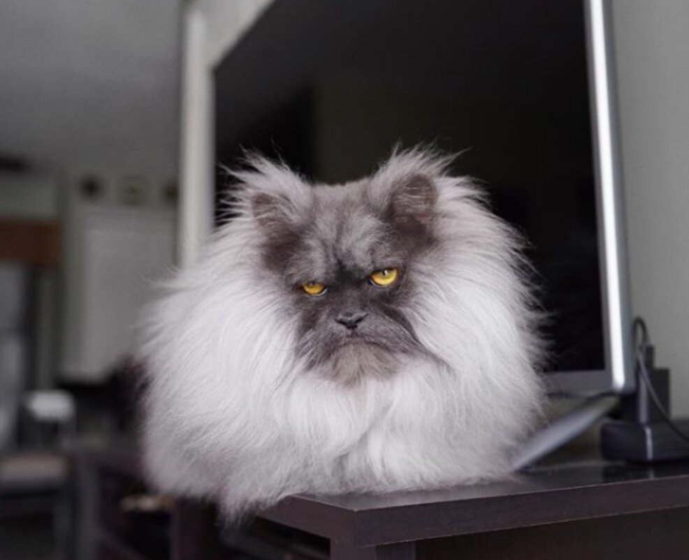 Питерский кот