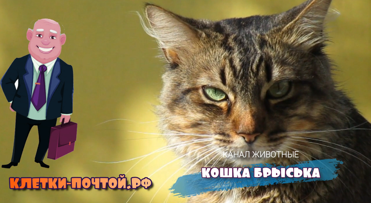 Знакомтесь Брыська и Американец