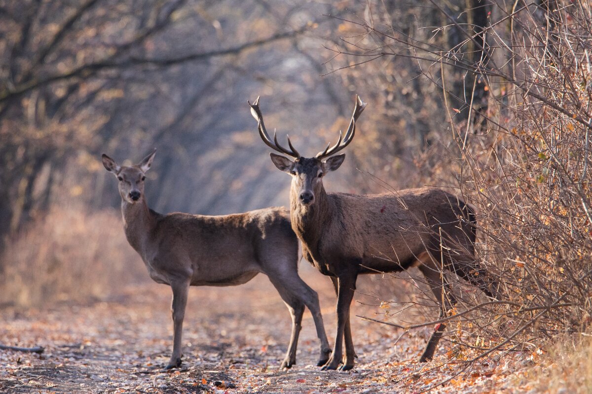 Этих оленей я встретил в лесу этой осенью