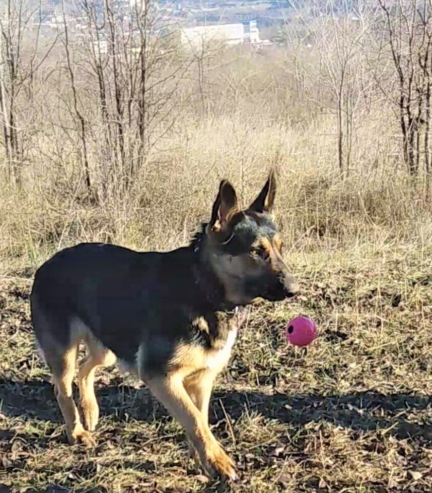 Кейси ловит мяч