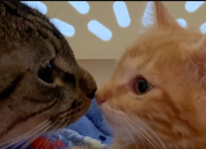 Фото: Aly W @_hellokirosrescue