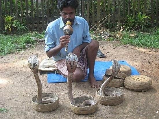 Очковые кобры зажигают под музыку