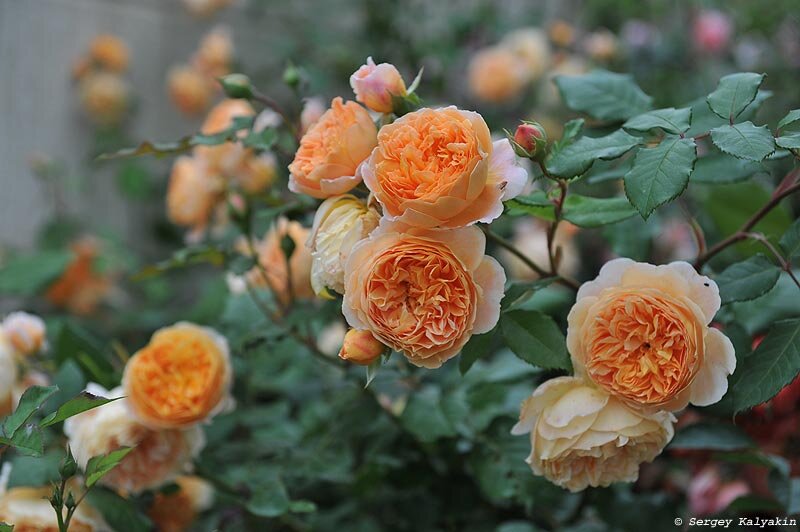 Роза Crown Princess Margareta