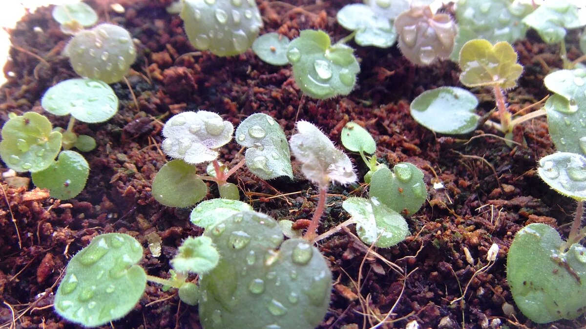 всходы эхинацеи. ростки гейхеры. гейхера рассада. гейхера размножение семенами. распикировать рассаду гейхеры.