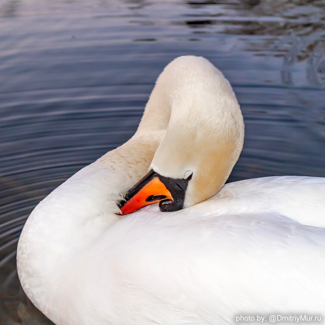 Белый лебедь на пруду. Фото: @dmitriymur.ru