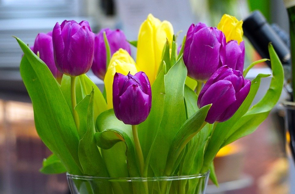 https://cdn.pixabay.com/photo/2020/02/16/15/37/tulips-4853899_960_720.jpg