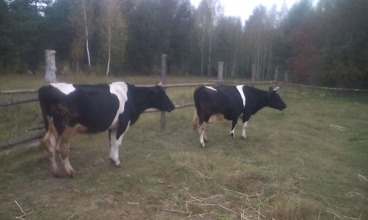 Из личных фотографий