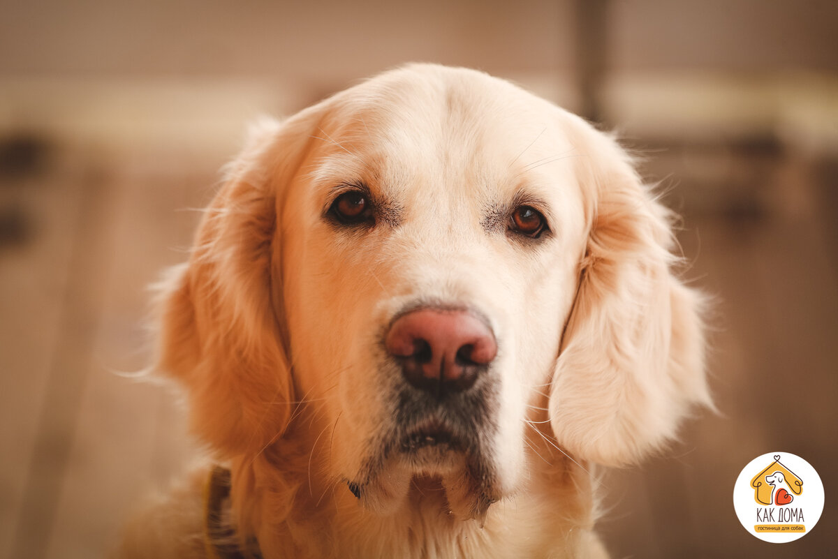 Золотистый ретривер Доминик.