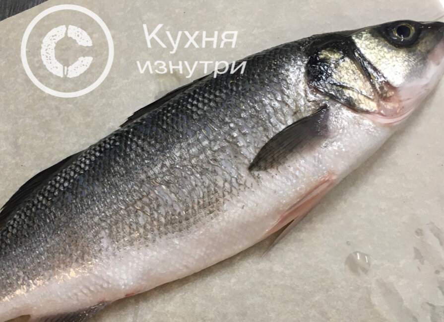 Тушка испытуемого