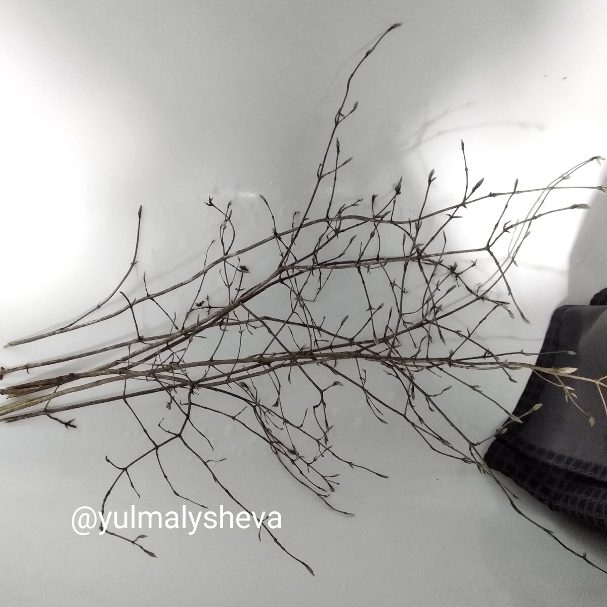 Для пасхального дерева нужно набрать лишь веток