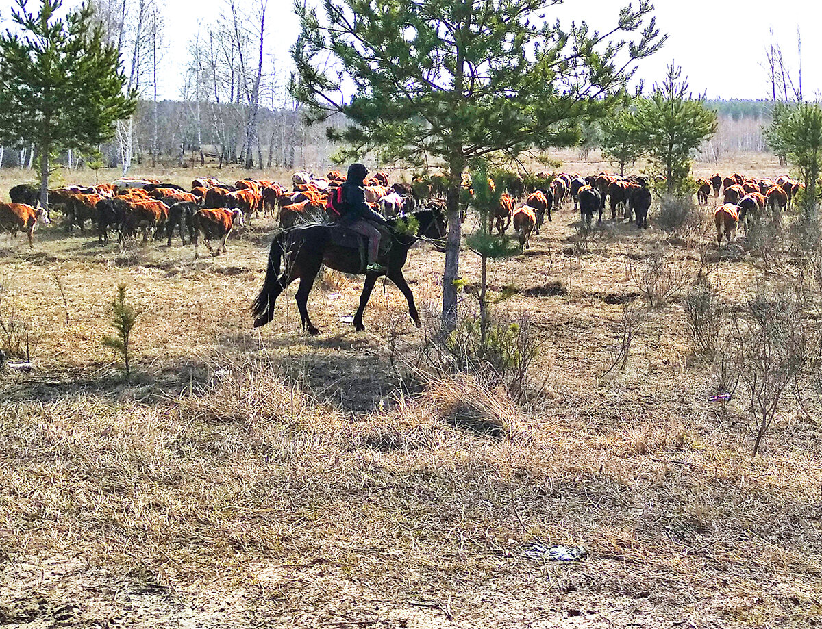 Пастух — работа мечты?! (Фото автора)