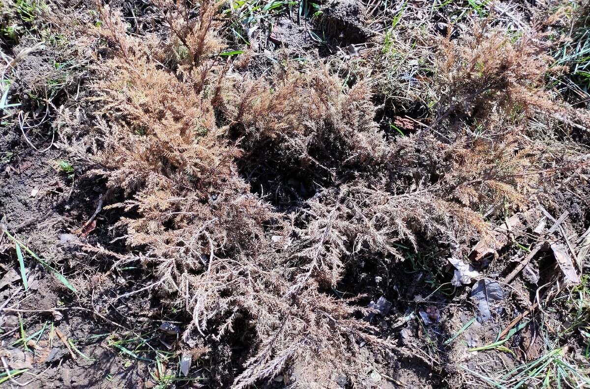 Туя дерево зима. Коричневый можжевельник после зимы. Как сохранить можжевельник зимой. Укрытие можжевельника на зиму. Укрытие для можжевельника.