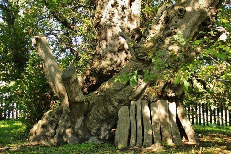Каштан Сотни Лошадей