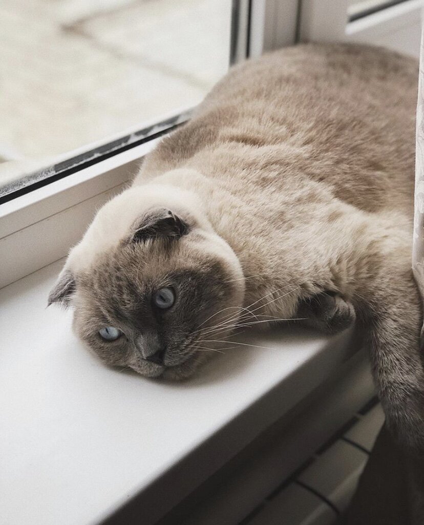 Характер - смесь «мой любимый хозяин, гладь меня» и «уйдите все отсюда, не трогайте меня». Спокоен, достаточно ленив, обжорлив. Ласков на 70 из 100,  умён на все 100.