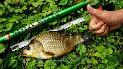 Если вы ловили карася на пруду рядом с домом в детстве, вы наверняка использовали для этого самую простую удочку. Сейчас такие снасти называют маховыми.