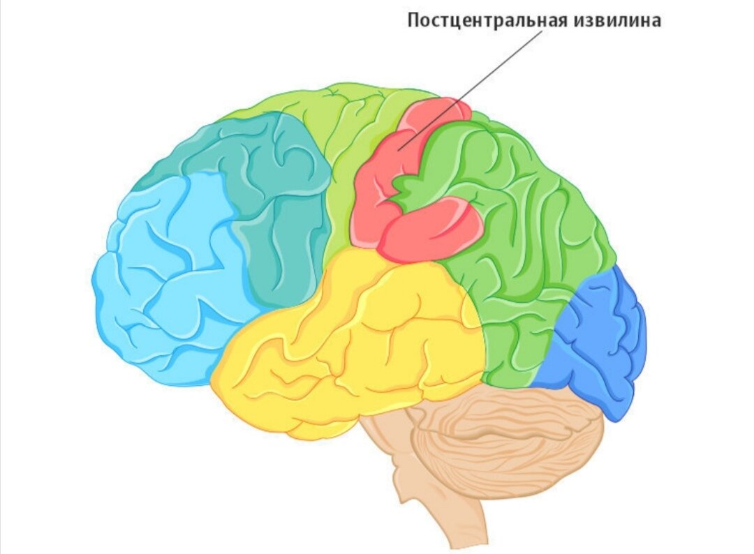 Задние отделы больших полушарий. Нижние отделы постцентральной области коры больших полушарий. Задняя Центральная извилина коры больших полушарий. Постцентральная зона коры головного мозга.