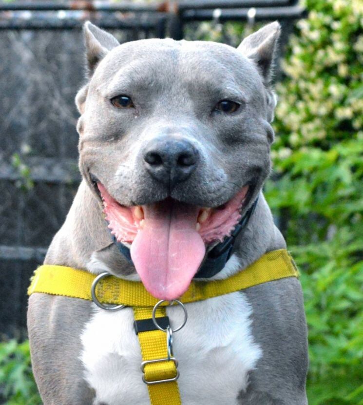 Сам пёс где-то был такой, но с чёрным ошейником и поводком тоже.