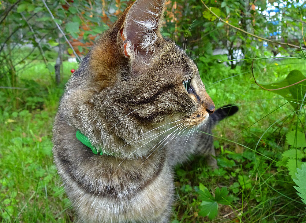 Хищник на своём участке