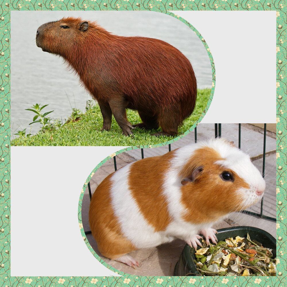 Две свинки)