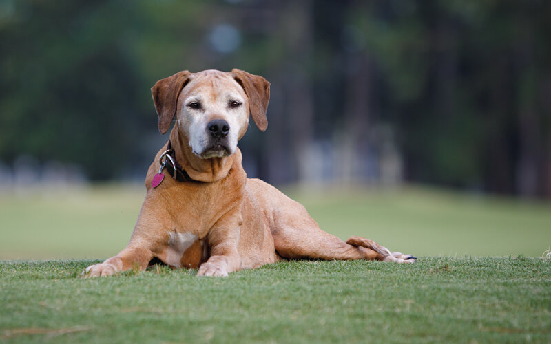Вполне возможно, что собака не игнорирует человека, а действительно не слышит, как ее зовут, или не видит, куда был брошен мячик. Фото ChristianaT/Pixabay 