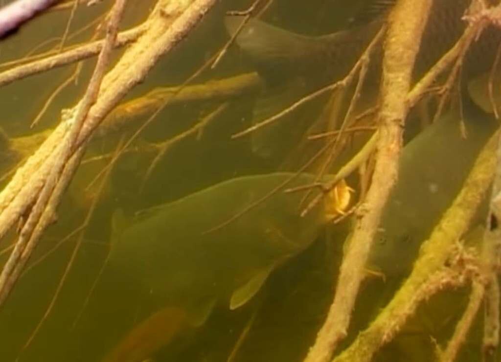 Карпы ищут пристанище в корягах