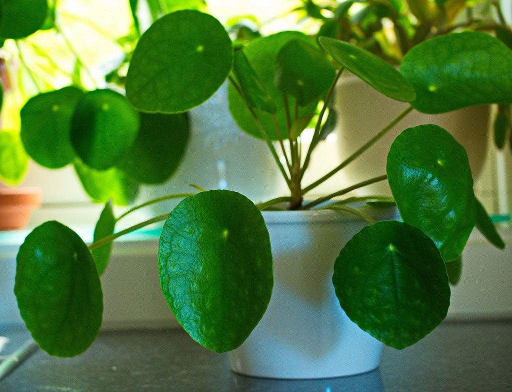 Пилей цветок. Пилея пеперомиевидная. Пилея peperomioides. Pilea peperomioides пилея пеперомиевидная. Пилея пeпeрoмиевидная
