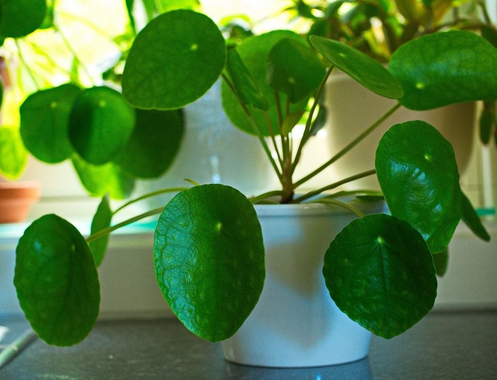 Пилеть. Пилея пеперомиевидная. Пилея peperomioides. Pilea peperomioides пилея пеперомиевидная. Пилея пeпeрoмиевидная.