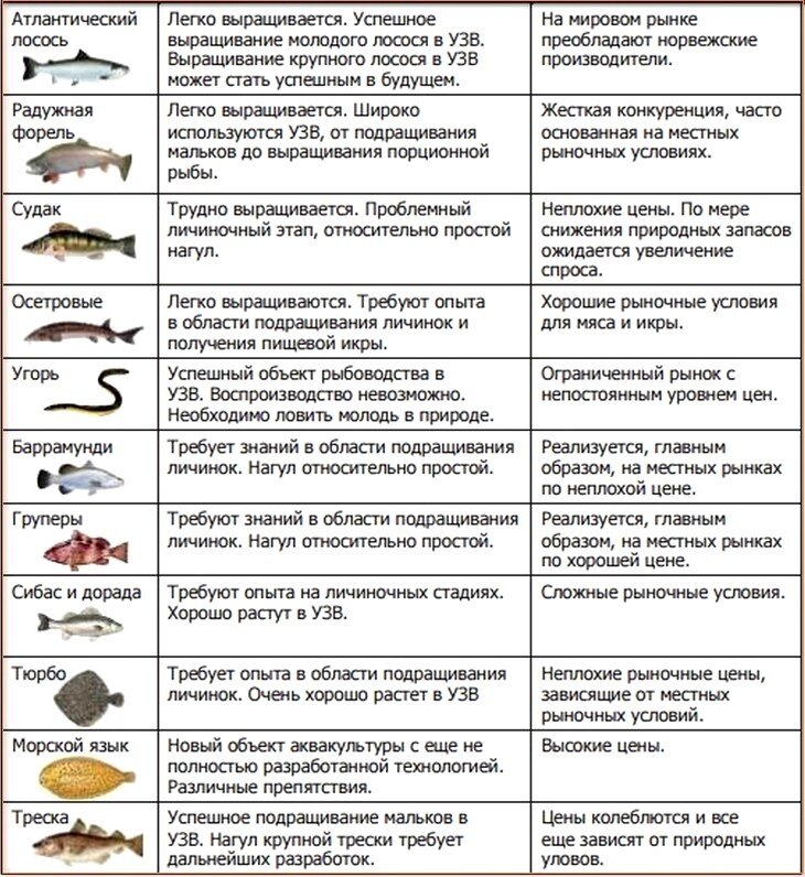 Какую рыбу можно малышам