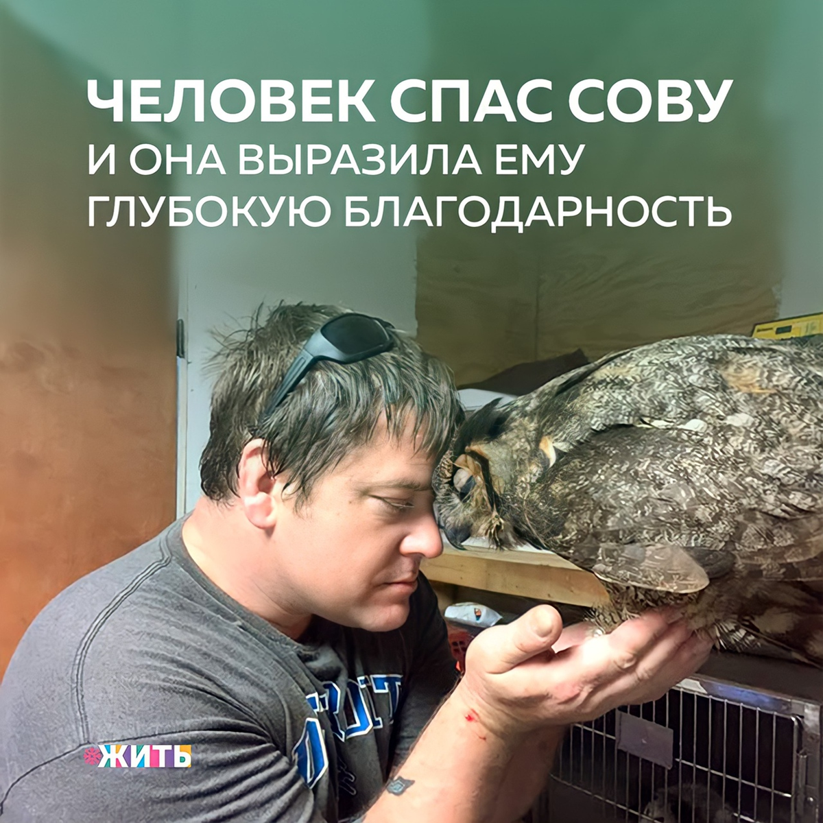 Филин из семейства настоящих сов был на пороге смерти, когда ему на помощь пришли волонтеры. Бедняжка получил серьёзную травму головы, возможно, после того, как попал под машину😔 
"Эта птица пострадала очень сильно и тот факт, что она всё ещё жива был за пределами нашего понимания", — сказал основатель спасательной организации🙌

Тем не менее, после продолжительного лечения птице стало лучше. Это, вероятно, не было бы возможным, если бы не тот человек, который старательно ухаживал за ней. Когда филин пошел на поправку, то отблагодарил своего спасителя, он начал танцевать, а затем положил голову ему на плечо и обнял его🤗

Реакция птицы говорит сама за себя. Спасибо этому мужчине за его доброту и заботу❤

Давайте поддержим его и поставим👍

#жить #проектжить #добро
