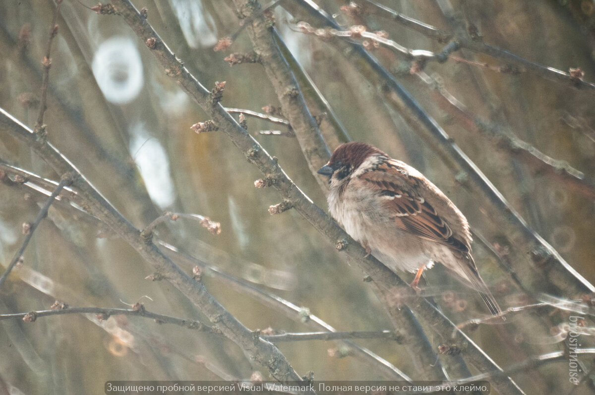 Полевого воробья легко отличить от домового по коричневой "шапочке" и чёрными пятнышками на белых "щёчках" и воротнике