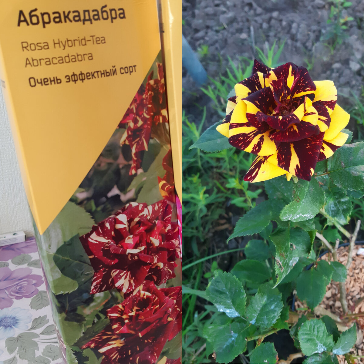 Роза Абракадабра