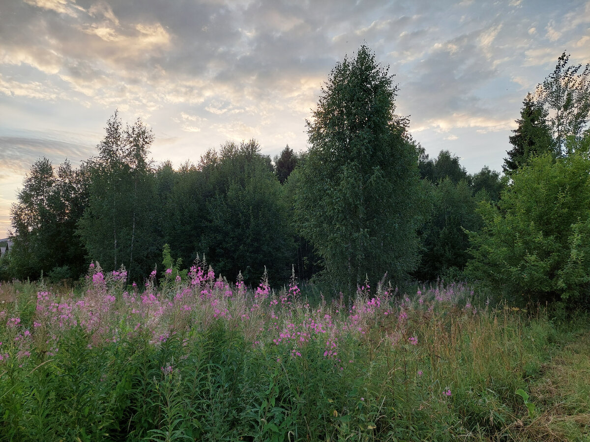 Фото автора. Иван-чай цветет.