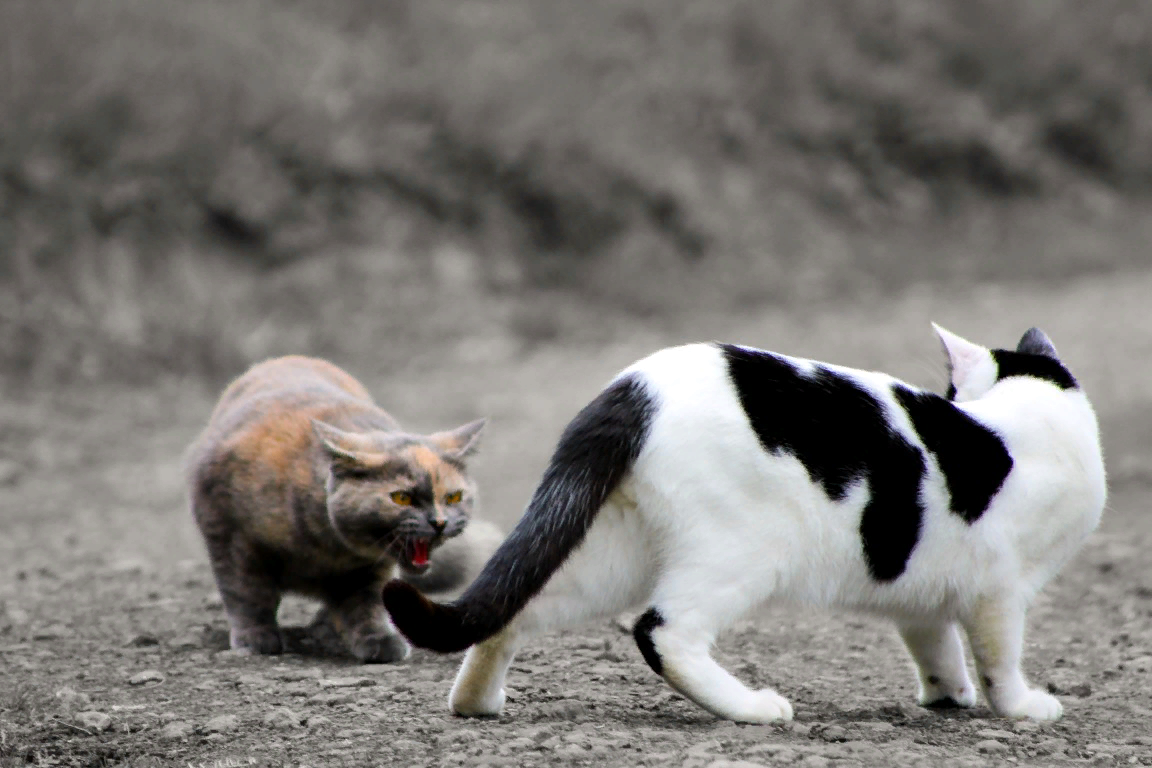 Поведение кошки перед. Кошачья агрессия. Поведение животных. Агрессивное поведение животных. Агрессия у кошек.
