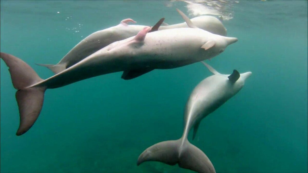 Интересные факты о дельфинах - у самок обнаружили клитор | Комментарии Украина
