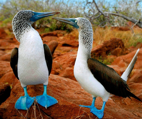 от испанского «bobo», что значит «глупый», «клоун»