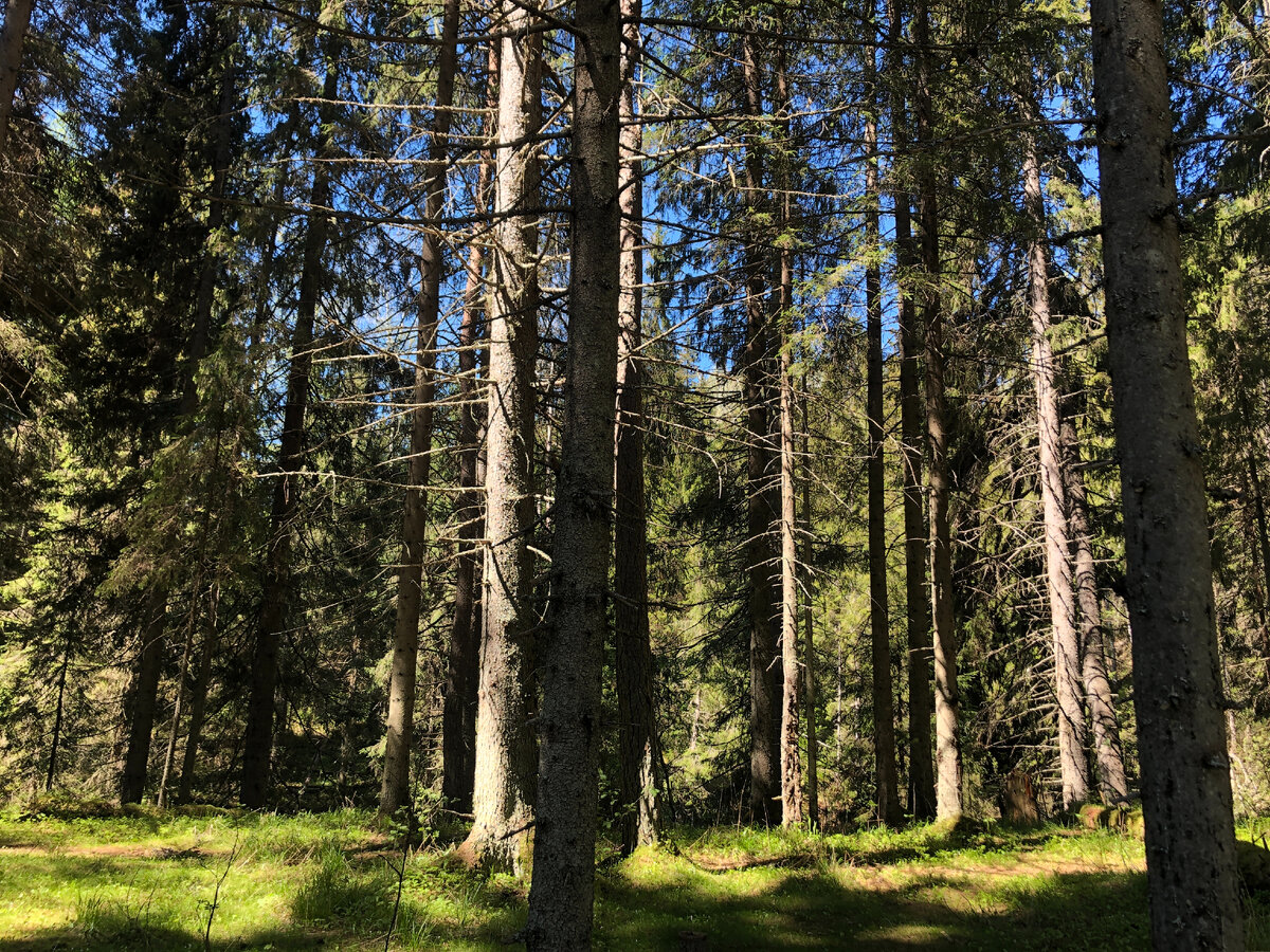 Карельская сосна