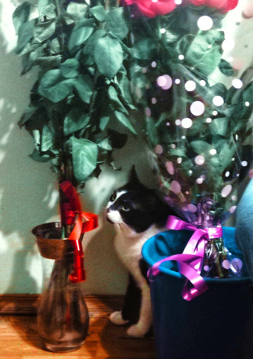 Когда тебе подарили 2 букета цветов, а ваза в доме только одна. Интересно, сто об этом думает кот Геральт. 